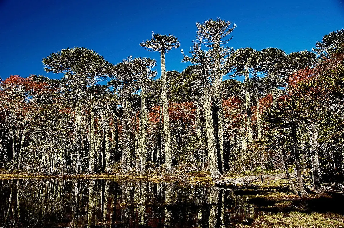 Araukarien und stiller Bergsee im Nationalpark Huerquehue